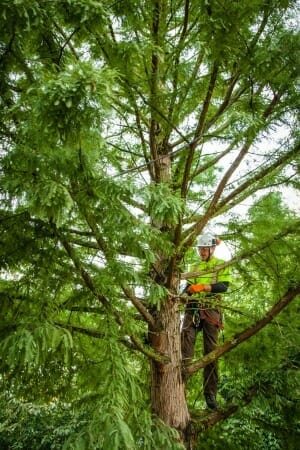 Tree Removal Portland Oregon