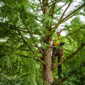 Portland, OR Tree Removal (3) Tree Removal Portland Oregon