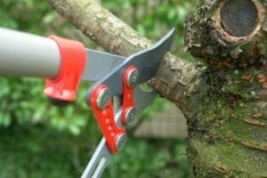 pruning a tree in Portland, OR