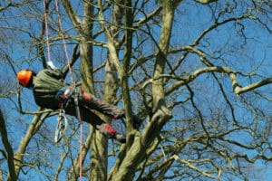 Arborist working on removing tree in Portland, OR