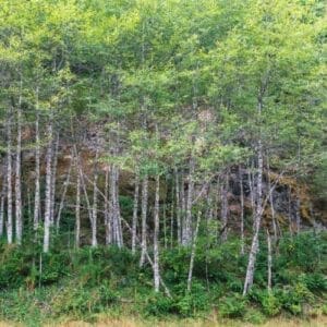 Fast Growing Trees in the Pacific Northwest - Red Alder