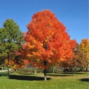 Red Maple