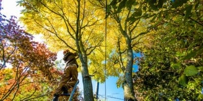 Arborist performing fall tree care on trees
