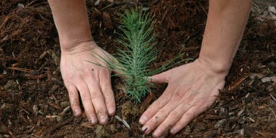 Certified Arborist planting trees