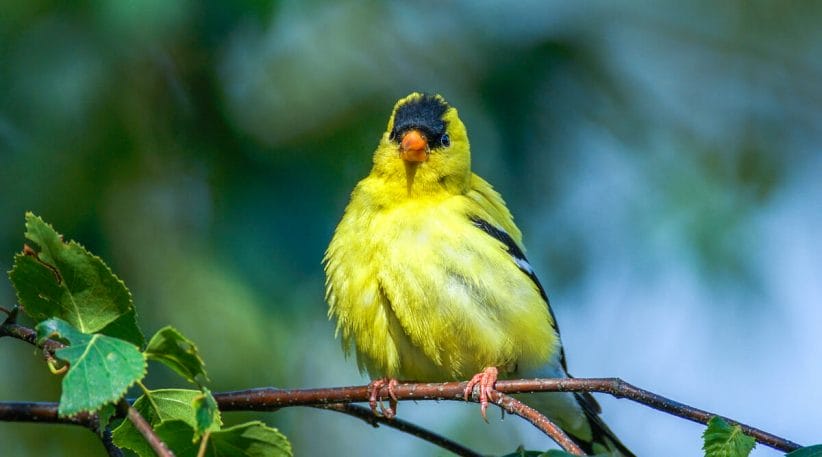 Small Trees That Attract Birds in Portland