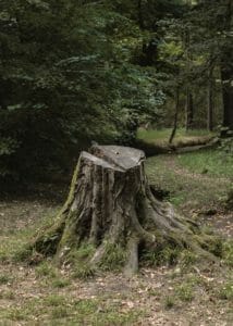How to remove a tree stump Portland Oregon Stump Rot