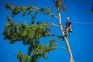 tigard oregon tree removal arborist tigard