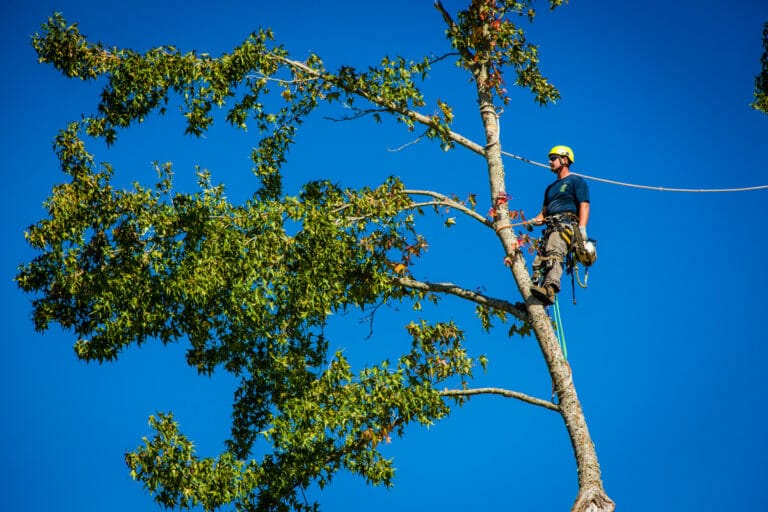 Tigard Oregon Tree Care Services