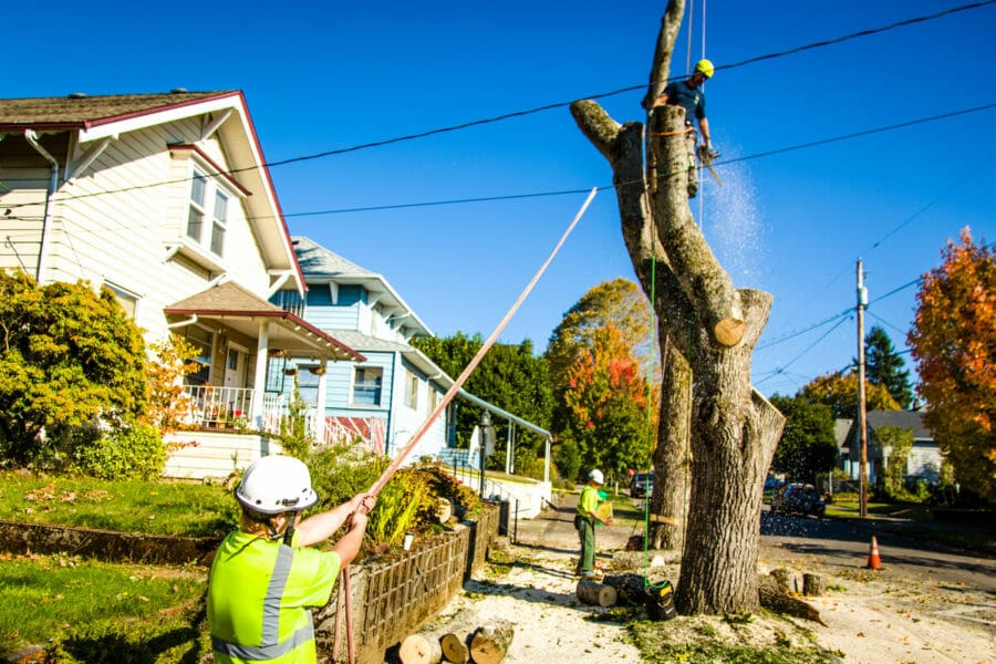 tigard or tree services and tree removal