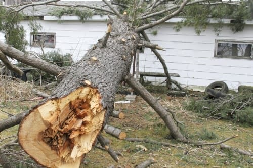 tree on house requiring emergency tree service work