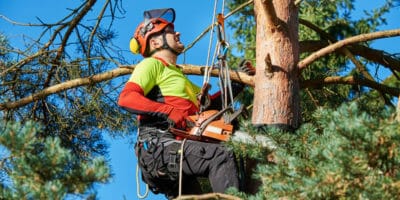 Pruning a tree in Beaverton. Please do not DIY tree pruning. Hire the professionals