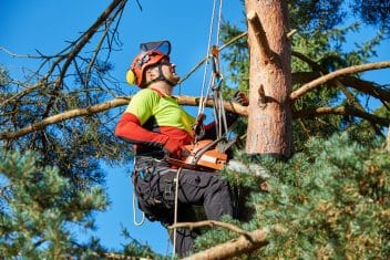 Pruning a tree in Beaverton