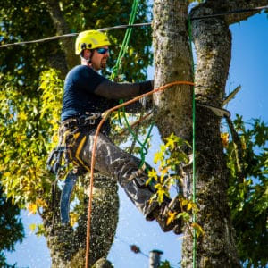 Tree Removal Portland Tree Removal - Urban Forest Professionals
