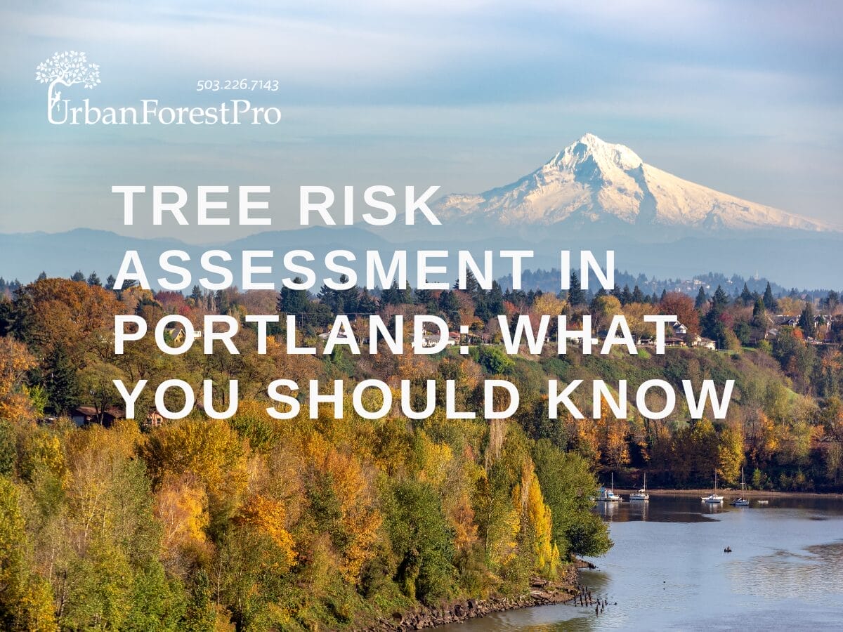 Tree Risk Assessment Portland, OR