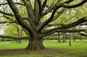 A large, old tree with many branches in a park-like setting