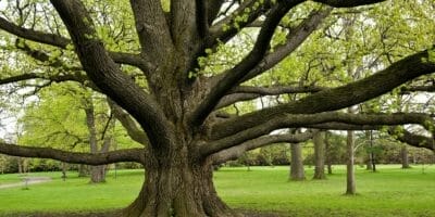 A large, old tree with many branches in a park-like setting