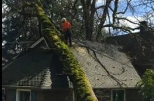 Tree removal video capture