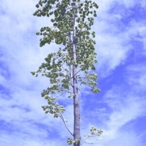 Tulip Tree