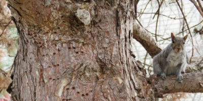 Tree with woodpecker holes and a squirrel