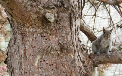 Are holes in trees dangerous Tree with woodpecker holes and a squirrel