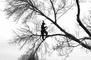 Certified arborist on the branch of a tree