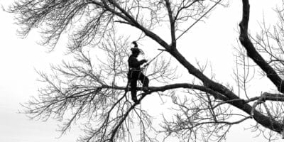 Certified arborist on the branch of a tree