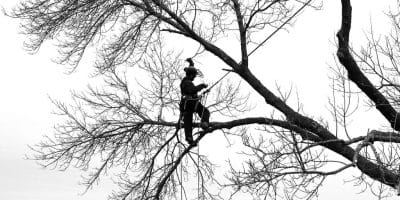 Certified arborist on the branch of a tree