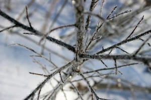 Tree branch with snow frost