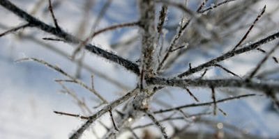 How to prepare your trees for winter