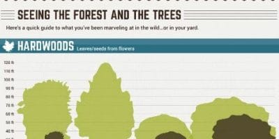 Tree Pruning Infographic snippet