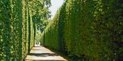 Tall tree lined driveway