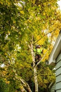 Arborist trimming tree branches over roof