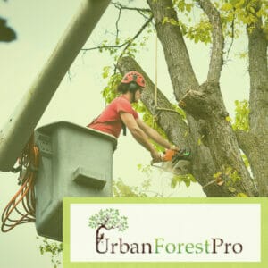 Urban Forest Benefits of Tree Pruning in the Summer