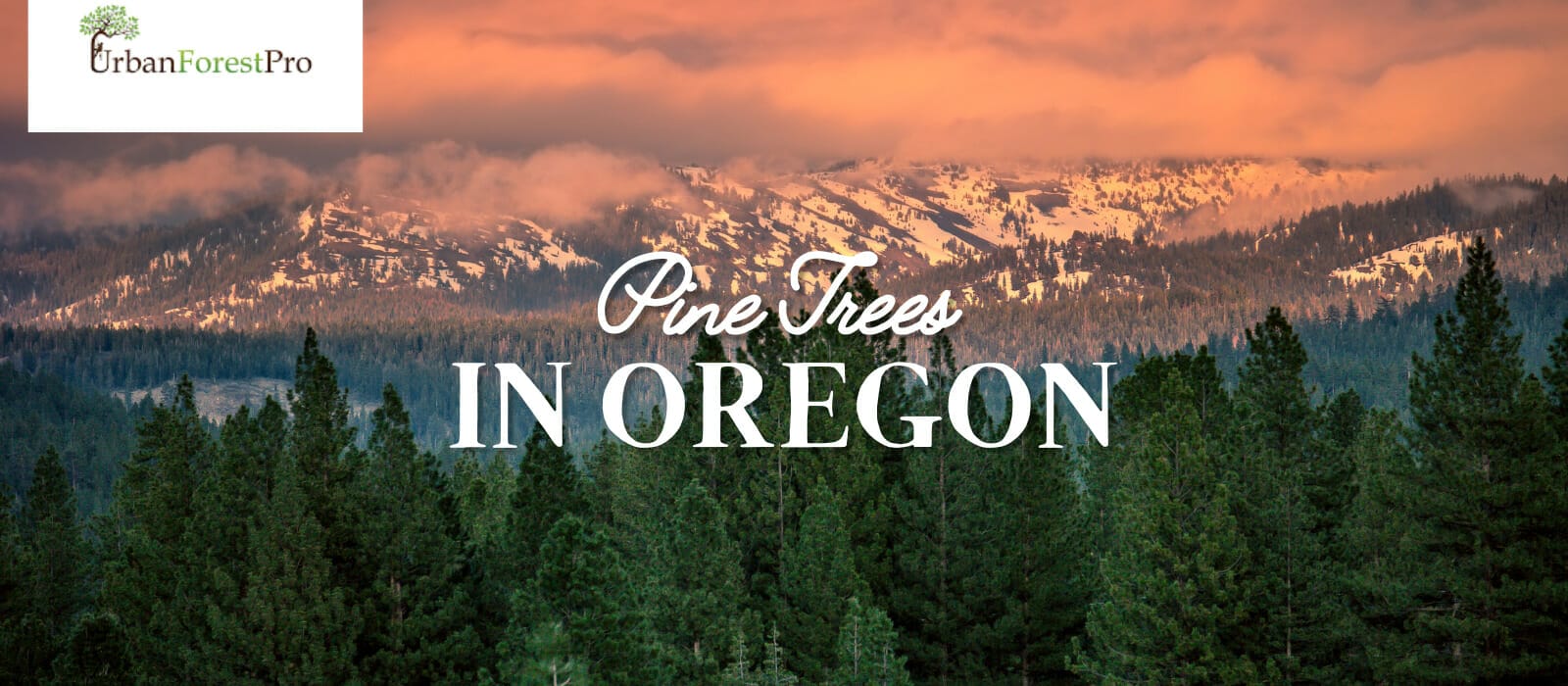 Oregon Pine Tree Identification - Find Out About Types Of Pine Trees Near  You in Oregon - Urban Forest Pro