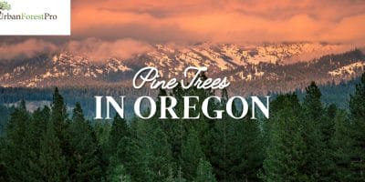Urban Forest Pro Banner Pine Trees in Oregon