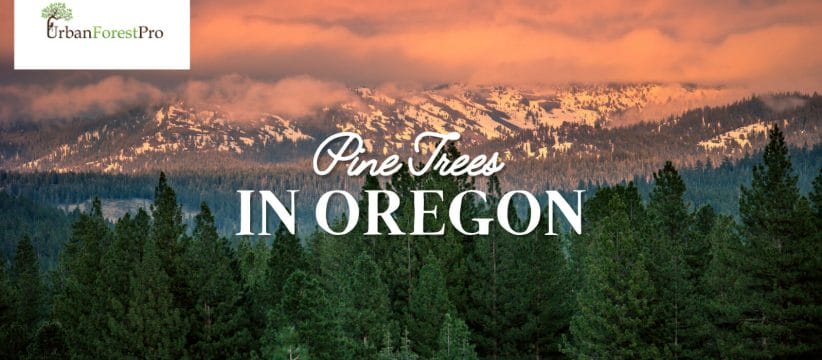 Urban Forest Pro Banner Pine Trees in Oregon