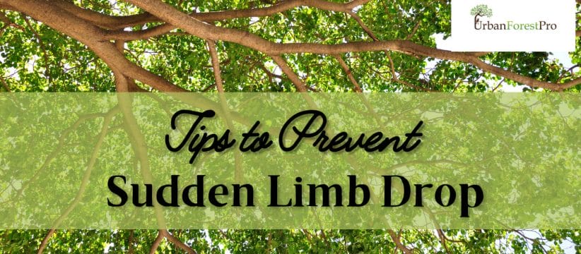 Urban Forest Pro Banner Tips to Prevent Sudden Limb Drop