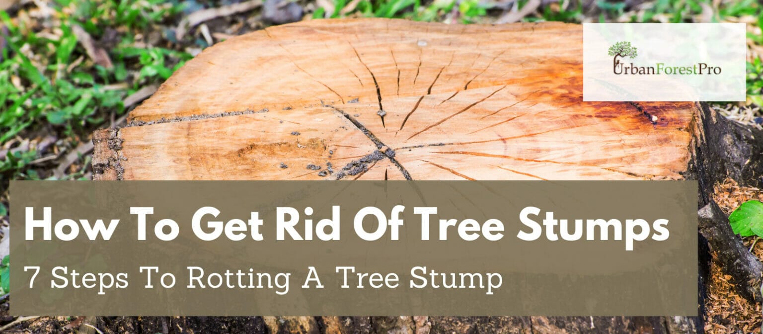 How To Get Rid Of Tree Stumps (2024) Guide - How To Remove a Tree Stump ...