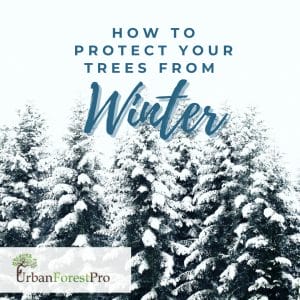 Urban Forest Pro How to Protect Trees From Winter (1)