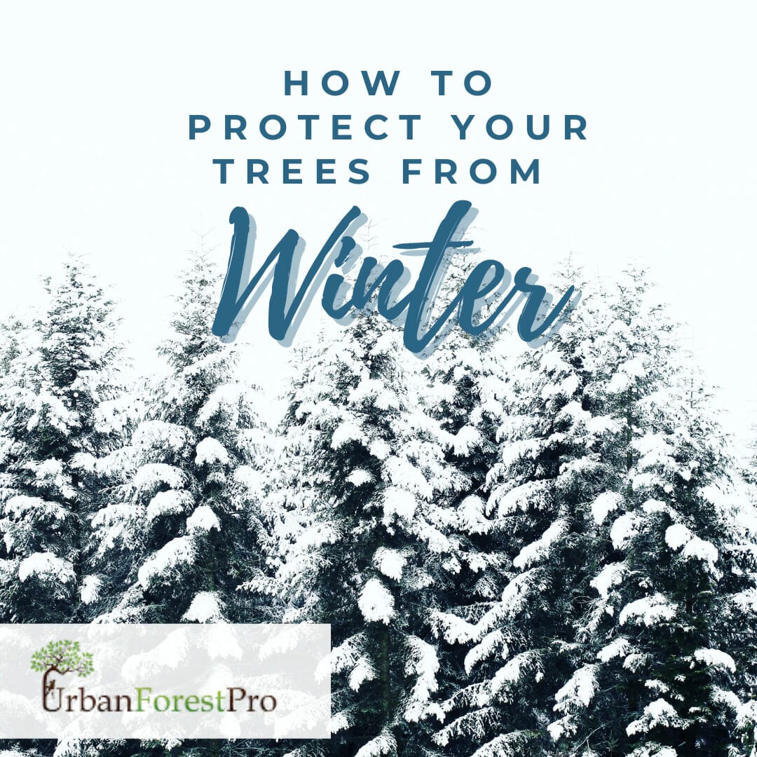 Urban Forest Pro How to Protect Trees From Winter (1)