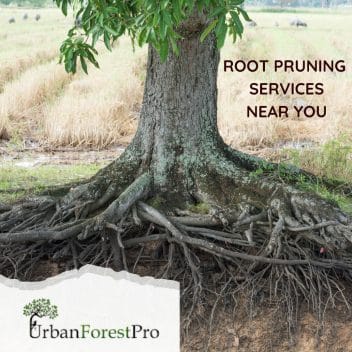 Urban Forest Pro Root Pruning Services