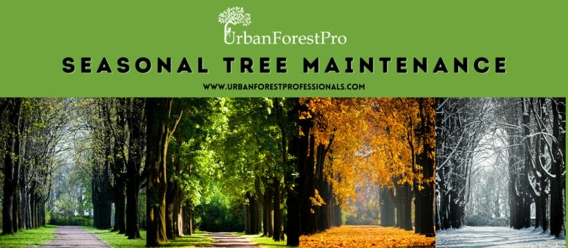 Urban Forest Pro Seasonal Tree Maintenance Plan