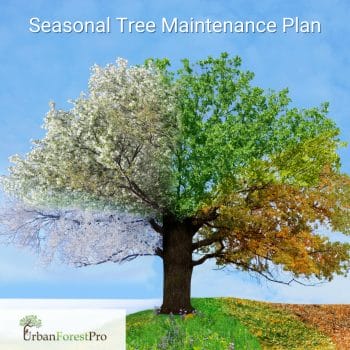 Urban Forest Pro Seasonal Tree Maintenance Program