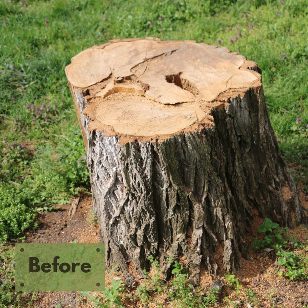 Urban Forest Pro Stump Before and After