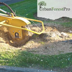 Urban Forest Pro Stump Removal Grinding