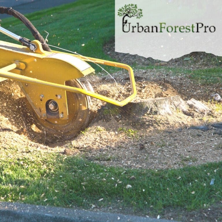 Tree Stump Grinding in Portland Near You Average Cost of Stump