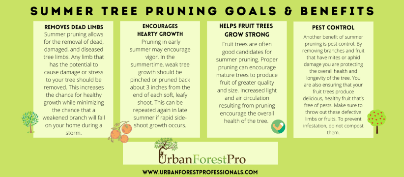 Urban Forest Pro Summer Tree Pruning Benefits