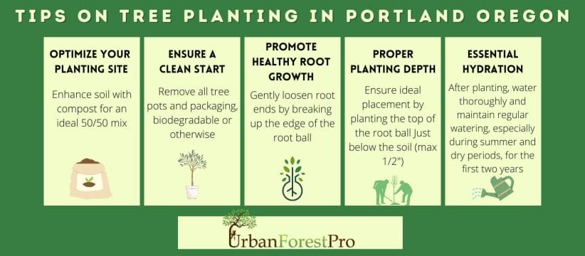 tree-planting-portland-oregon tree-planting-services