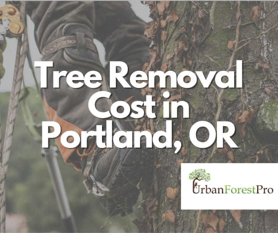 How Much Does Tree Removal Cost In Portland? 2024 Guide - Average Cost Of  Tree Removal Portland, OR - TOP-Rated Arborist Near You - Urban Forest Pro