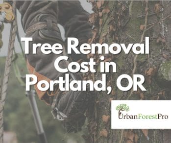 Urban Forest Pro Tree Removal Cost in Portland OR